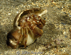Hermit crab and scorpion fish St.Abbs. Nikon d200 60mm. m... by John Naylor 